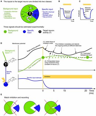 A Principle for Describing and Verifying Brain Mechanisms Using Ongoing Activity